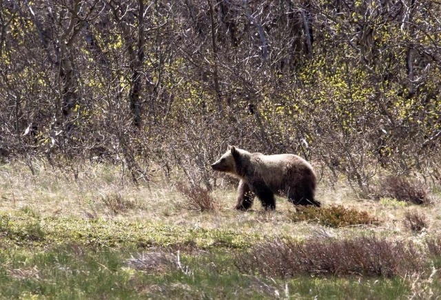 В Дивногорске заметили первый след медведя: где еще в Красноярском крае косолапые уже проснулись