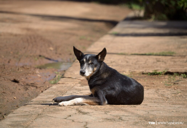 В Красноярске общественники хотят провести митинг против эвтаназии животных