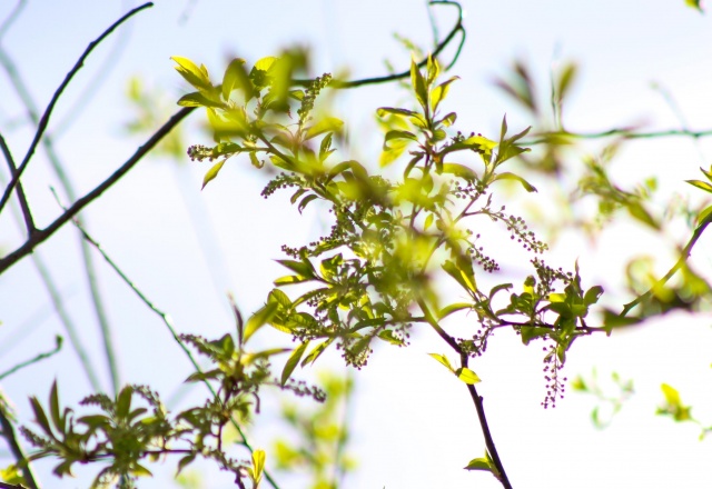 Мини-лето продолжится на последней апрельской неделе в Красноярске