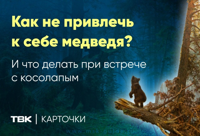 Что нельзя делать при встрече с медведем: рассказываем в карточках