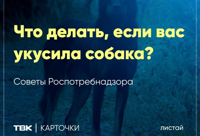 Что делать, если вас укусила собака: советы