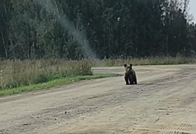 Красноярцы увидели медведя на улице Парашютная