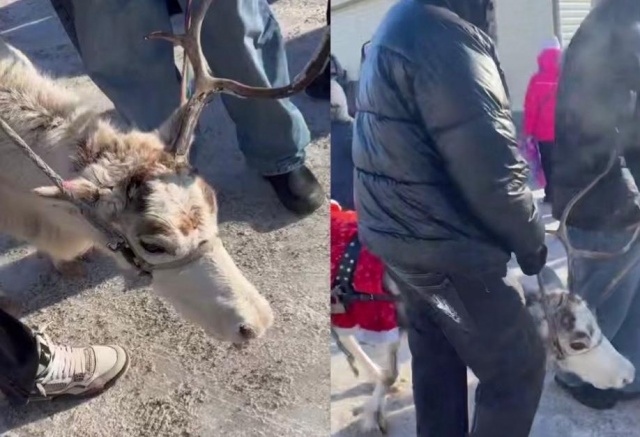 «Заставляли работать на износ»: измученный олень катал посетителей Масленицы в Сухобузимском