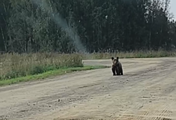 Медведя застрелили в Свердловском районе Красноярска