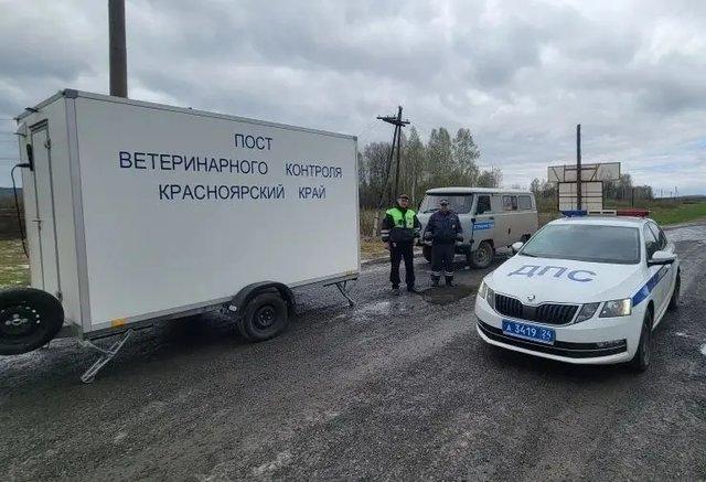 Режим повышенной готовности ввели в двух округах Красноярского края из-за вспышки пастереллеза в Кузбассе 