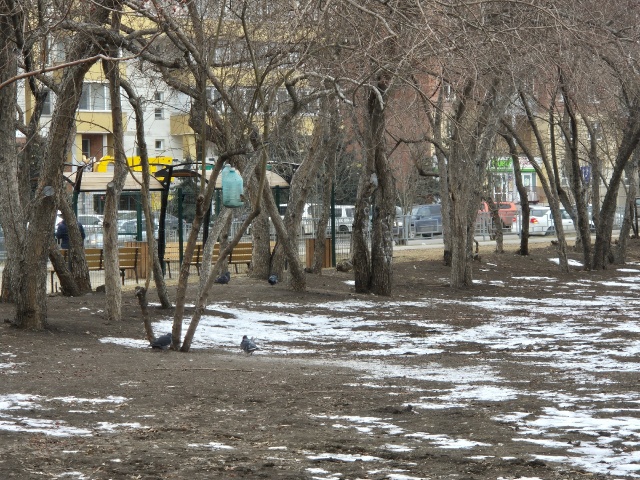 От -6°C до +11°C: переменчивая погода ждет красноярцев на рабочей неделе