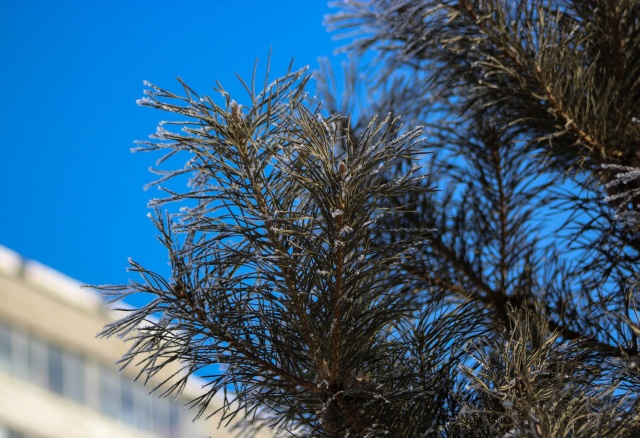 До -19°С ночью: прогноз погоды на выходные в Красноярске