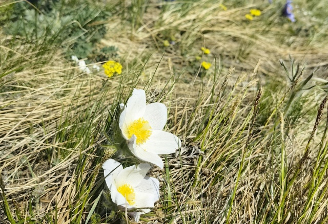 Мини-лето придет в Красноярск: потепление до +20 обещают синоптики