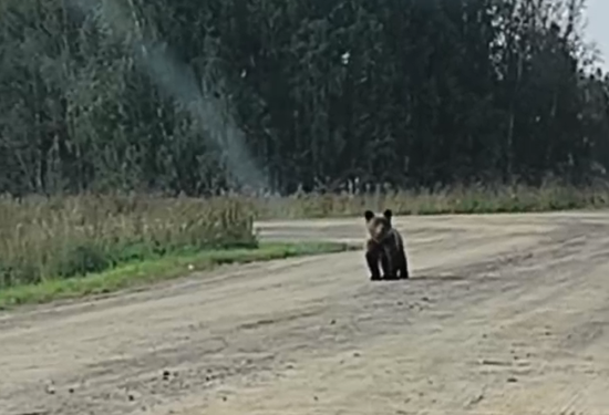 Полицейские застрелили медведя в селе Ирбейском
