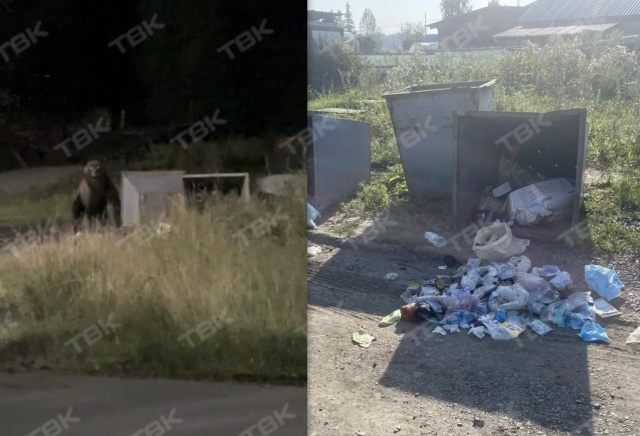 «Выходит ночью и переворачивает мусорные баки»: медведь терроризирует жителей поселка Новоангарск