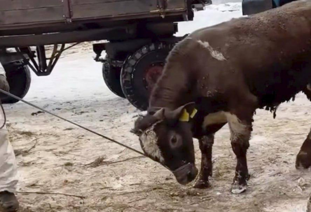 «Уничтожают на ровном месте»: в регионах России массово забивают скот под предлогом опасной болезни